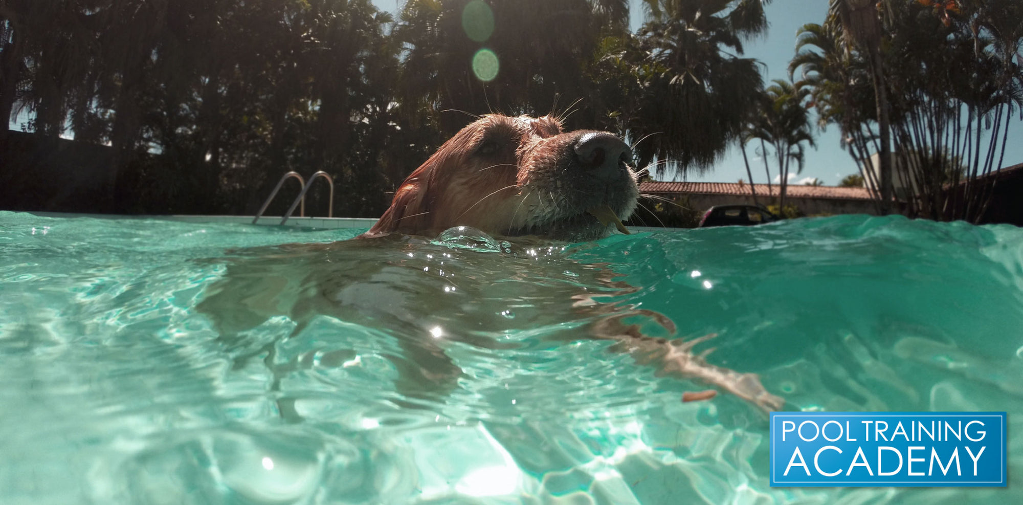 Are Doggie Swim Days Ok?